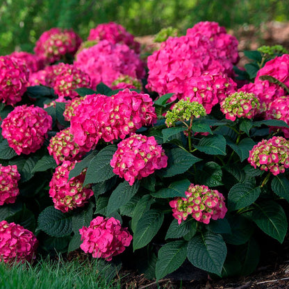 Hydrangea Endless Summer® Summer Crush® Bigleaf Hydrangea