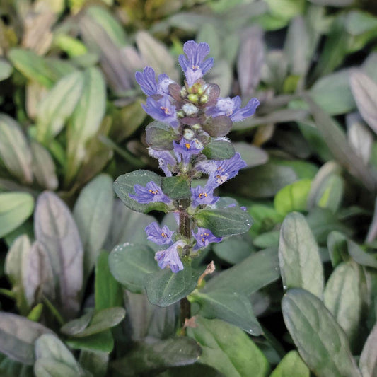 Ajuga 'Chocolate Chip' Bugleweed