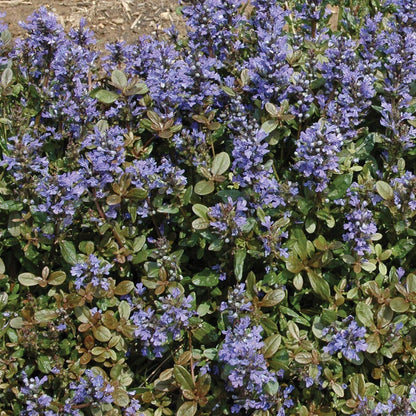 Ajuga 'Chocolate Chip' Bugleweed