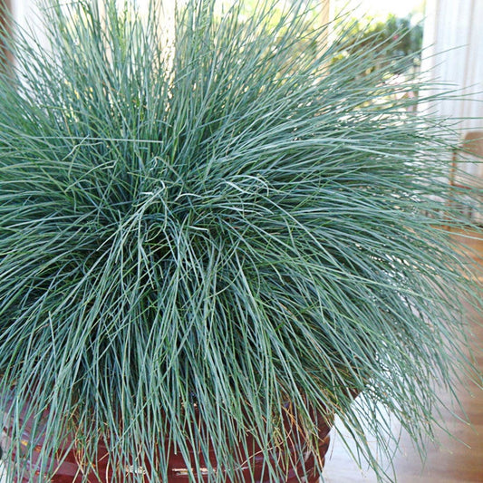 Festuca Beyond Blue™ Ornamental Fescue