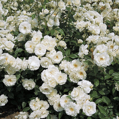Rosa Iceberg