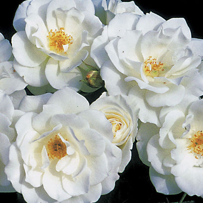 Rosa Iceberg