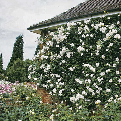 Rosa Iceberg