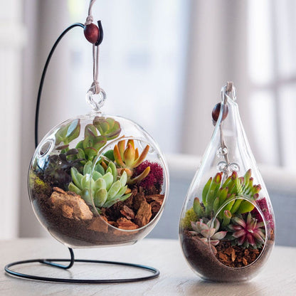 weeping succulents Hanging Mixed Succulent Terrarium
