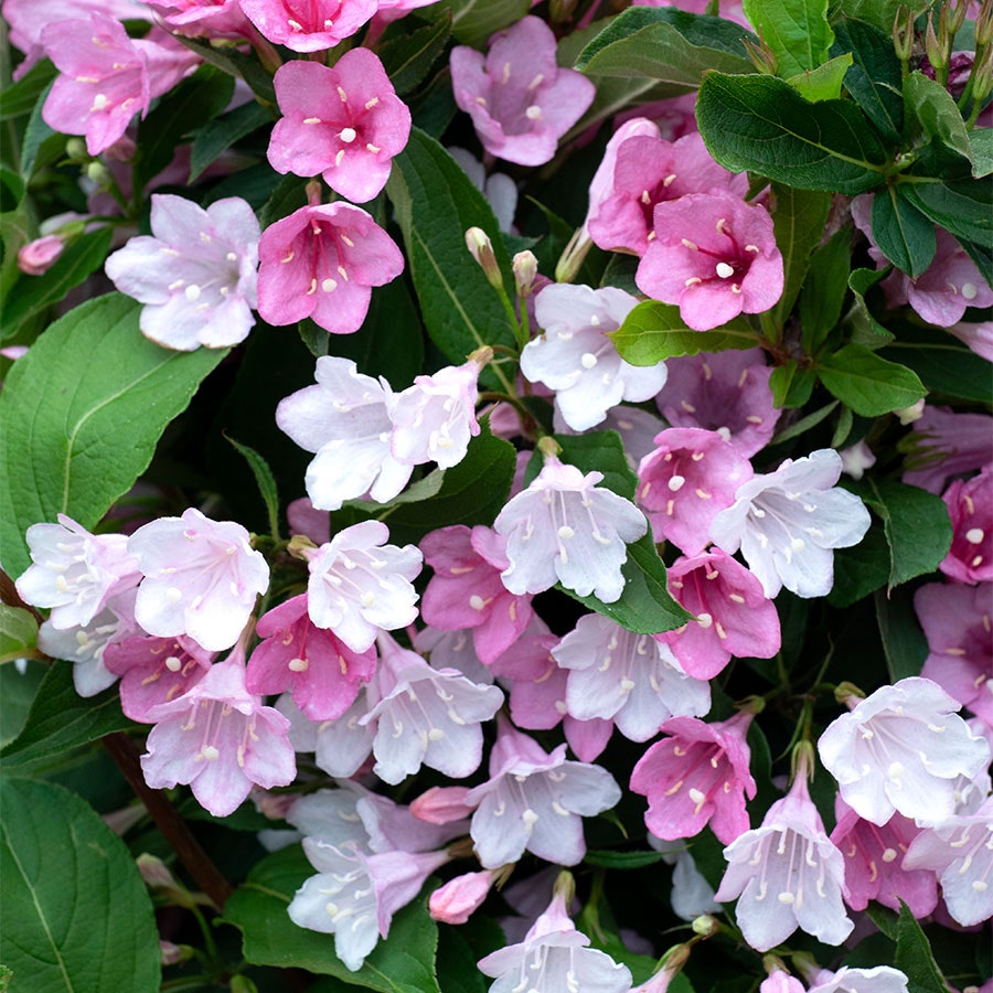 Weigela Towers of Flowers® Apple Blossom