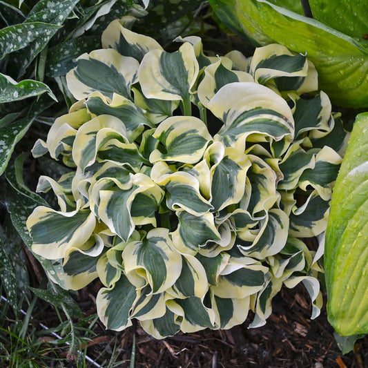 'Mini Skirt' Hosta Plantain Lily