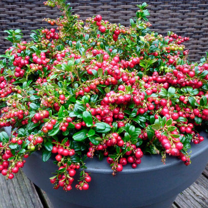 Vaccinium 'Red Candy' Lingonberry
