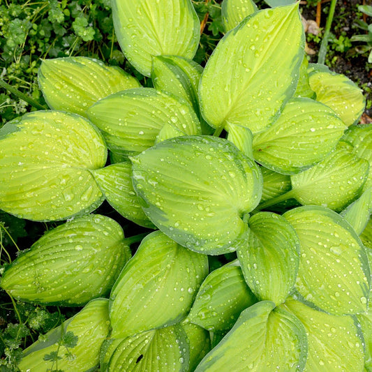 'Stained Glass' Hosta Plantain Lily