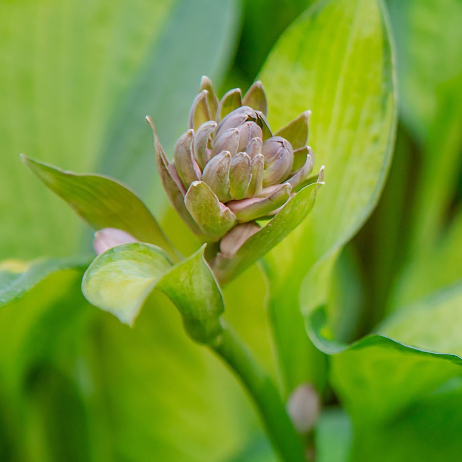 'Stained Glass' Hosta Plantain Lily