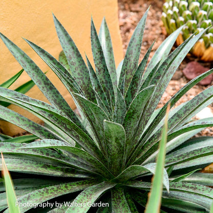 Mangave Mad About Mangave® 'Pineapple Express'