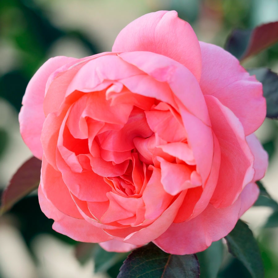 Rosa English Coral