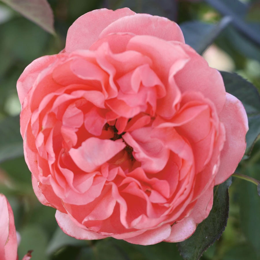 Rosa English Coral