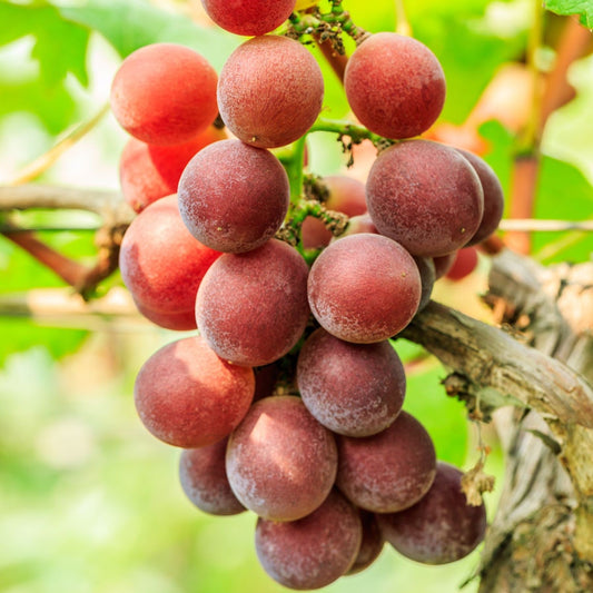 Vitis Catawba Red Grape