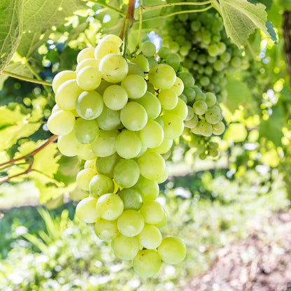 Vitis Himrod White Seedless Grape