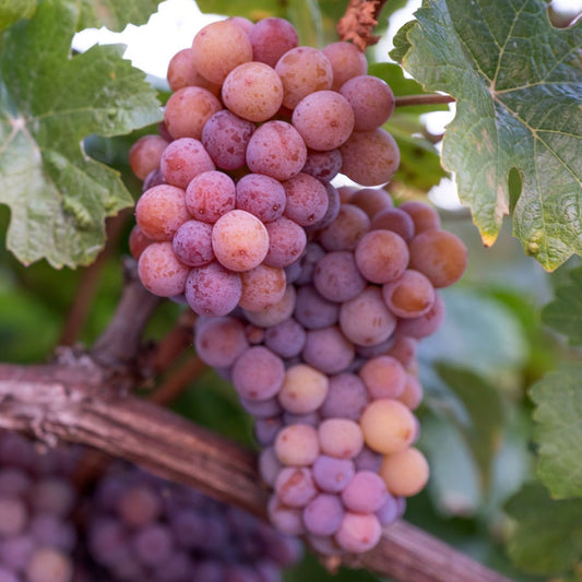 Vitis Reliance Red Seedless Grape