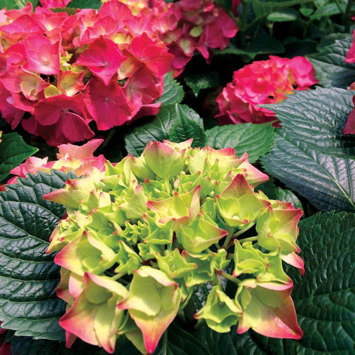 Hydrangea Plants For Sale Bushes Shrubs Page 3 Wayside Gardens hydrangea-plants-for-sale-bushes-shrubs-page-3-wayside-gardens