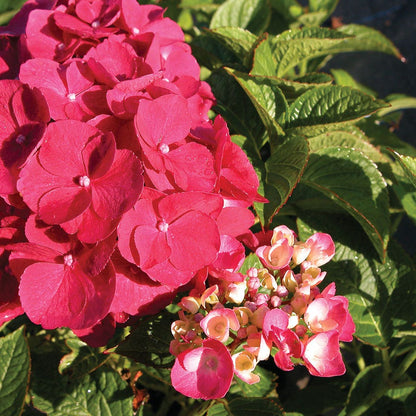 Hydrangea 'Glowing Embers' Bigleaf Hydrangea