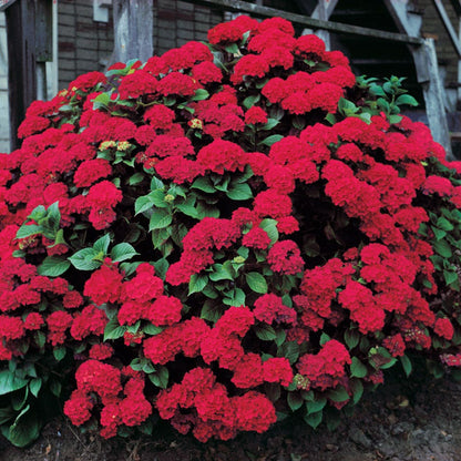 Hydrangea 'Glowing Embers' Bigleaf Hydrangea