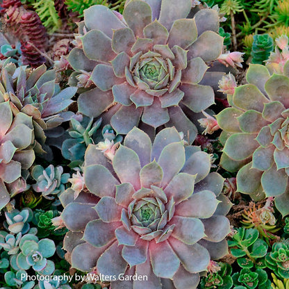 Sempervivum 'Pacific Blue Ice' Hens & Chicks