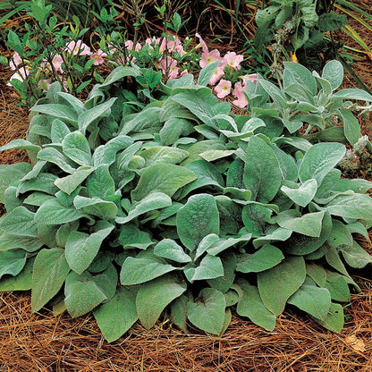 Stachys 'Helene von Stein' Lambs Ear