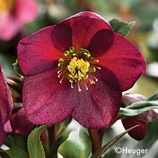Helleborus HGC® Ice N' Roses® Red Hellebore