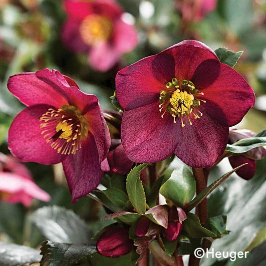 Helleborus HGC® Ice N' Roses® Red Hellebore