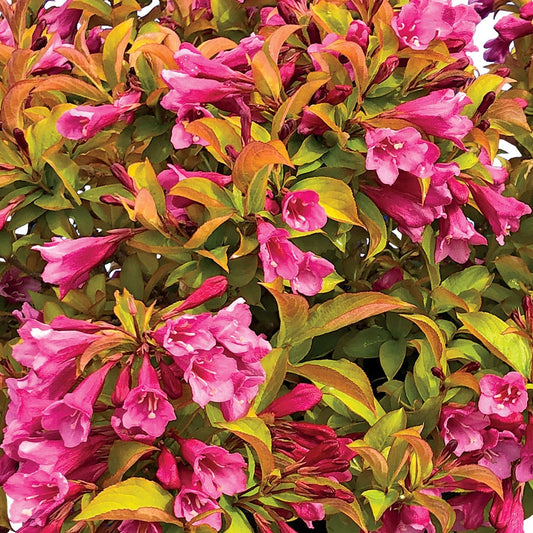 Weigela PRISM™ Magic Carpet