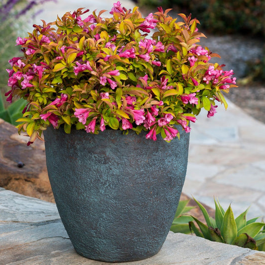 Weigela PRISM™ Magic Carpet