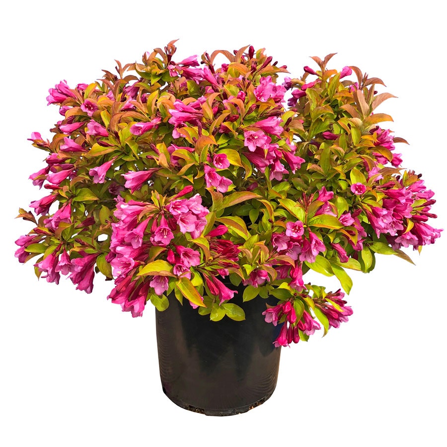 Weigela PRISM™ Magic Carpet