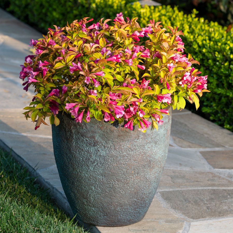 Weigela PRISM™ Magic Carpet