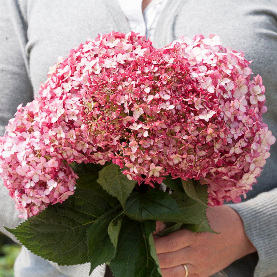 Hydrangea Invincibelle® Ruby Smooth Hydrangea