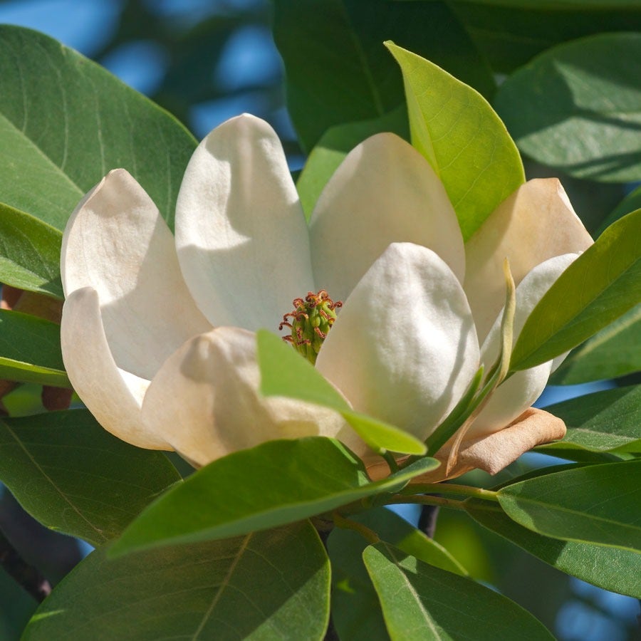 Magnolia Moonglow®
