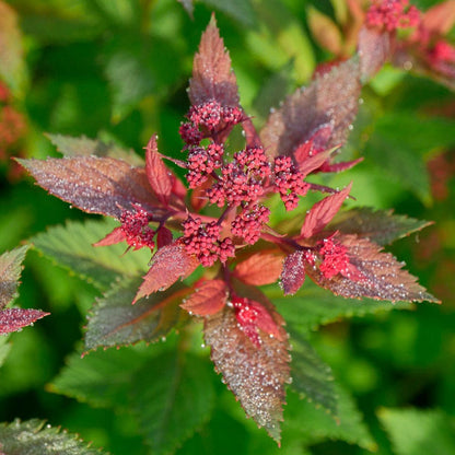 Spiraea Double Play Doozie®