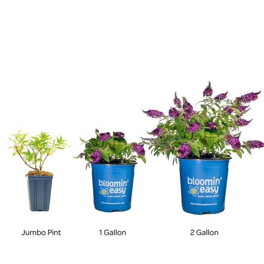 Buddleia Blueberry Pie™ Butterfly Bush