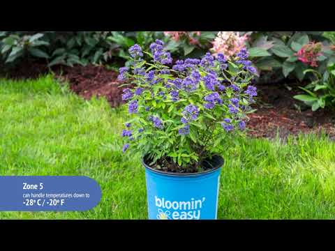 Caryopteris Beekeeper™ Bluebeard