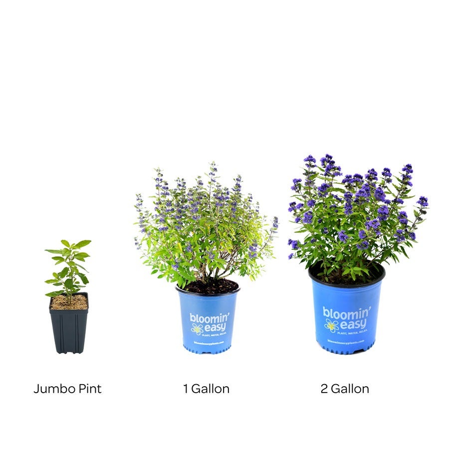 Caryopteris Beekeeper™ Bluebeard