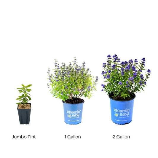 Caryopteris Beekeeper™ Bluebeard