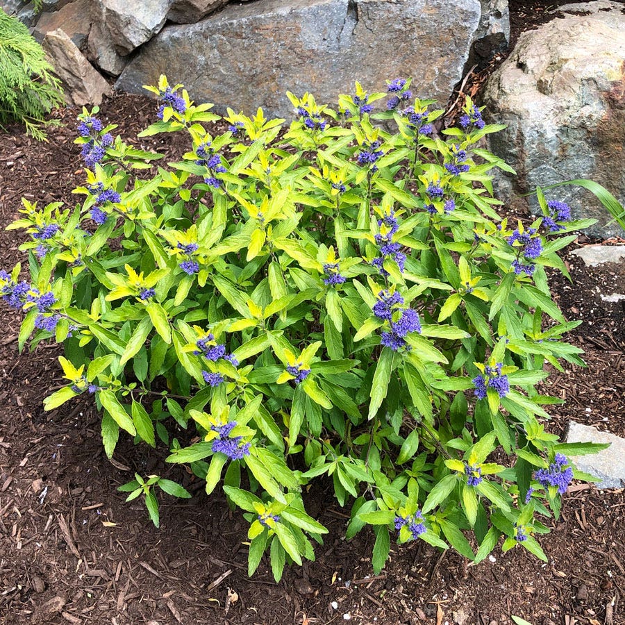 Caryopteris Beekeeper™ Bluebeard