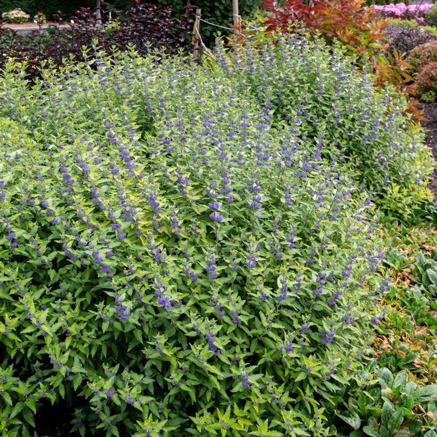 Caryopteris Beekeeper™ Bluebeard