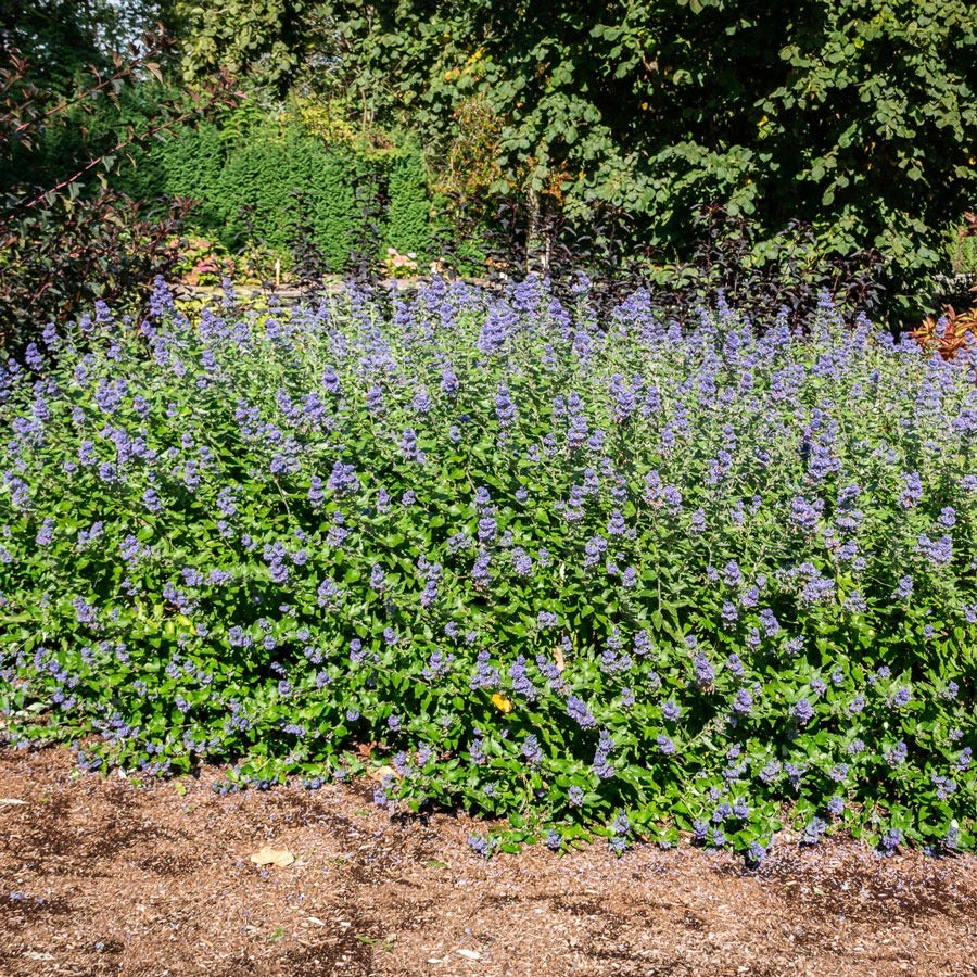 Caryopteris Beekeeper™ Bluebeard