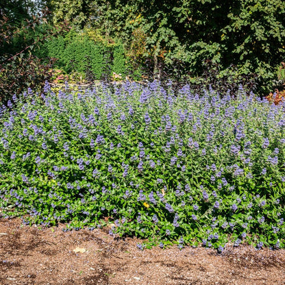 Caryopteris Beekeeper™ Bluebeard