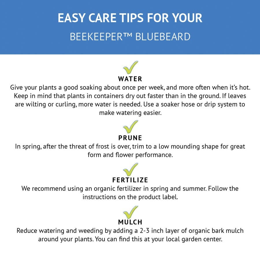Caryopteris Beekeeper™ Bluebeard
