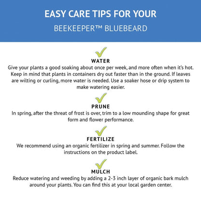 Caryopteris Beekeeper™ Bluebeard