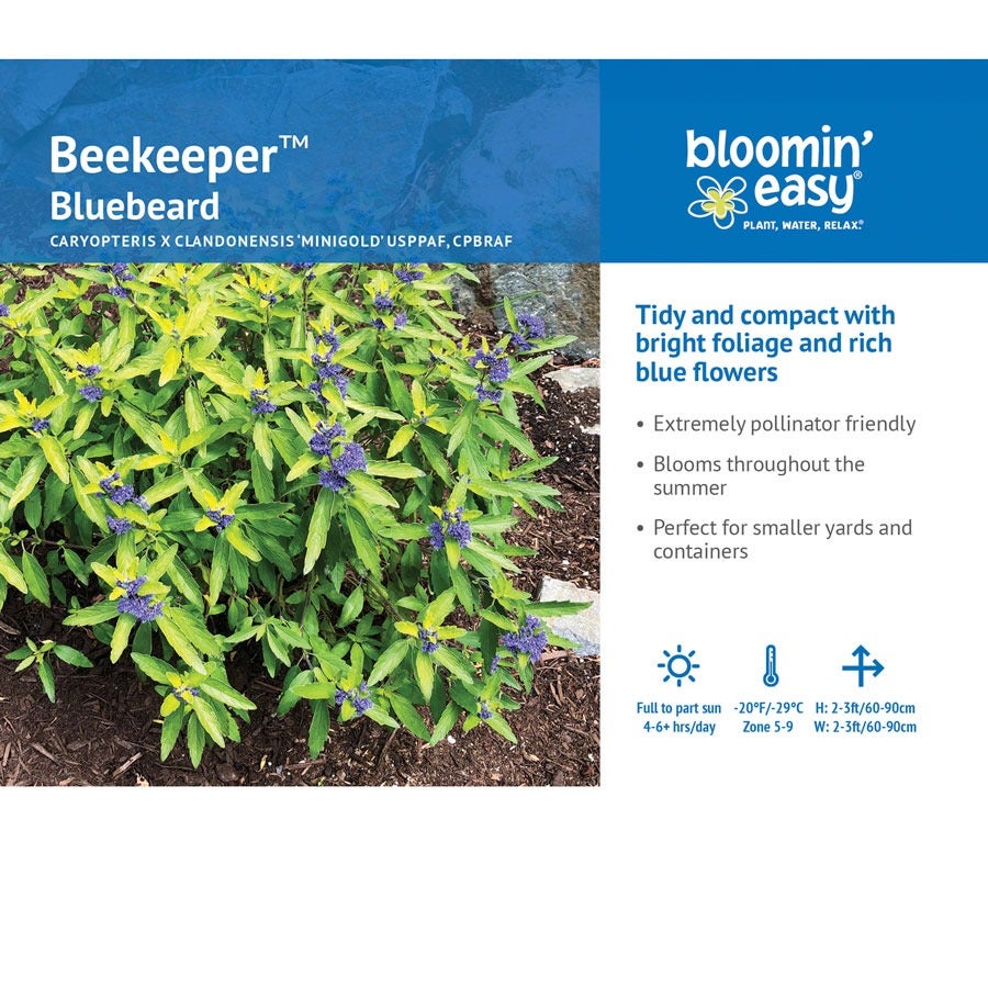 Caryopteris Beekeeper™ Bluebeard