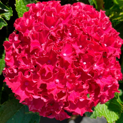 Hydrangea Frill Ride™ Bigleaf  Hydrangea