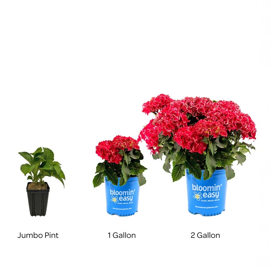 Hydrangea Frill Ride™ Bigleaf  Hydrangea