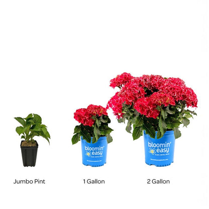 Hydrangea Frill Ride™ Bigleaf  Hydrangea