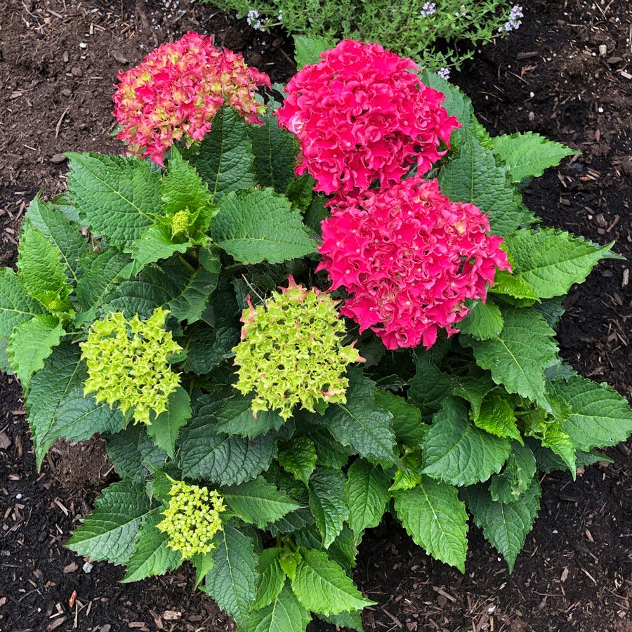 Hydrangea Frill Ride™ Bigleaf  Hydrangea