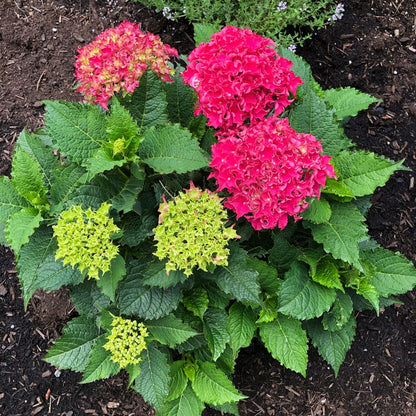 Hydrangea Frill Ride™ Bigleaf  Hydrangea