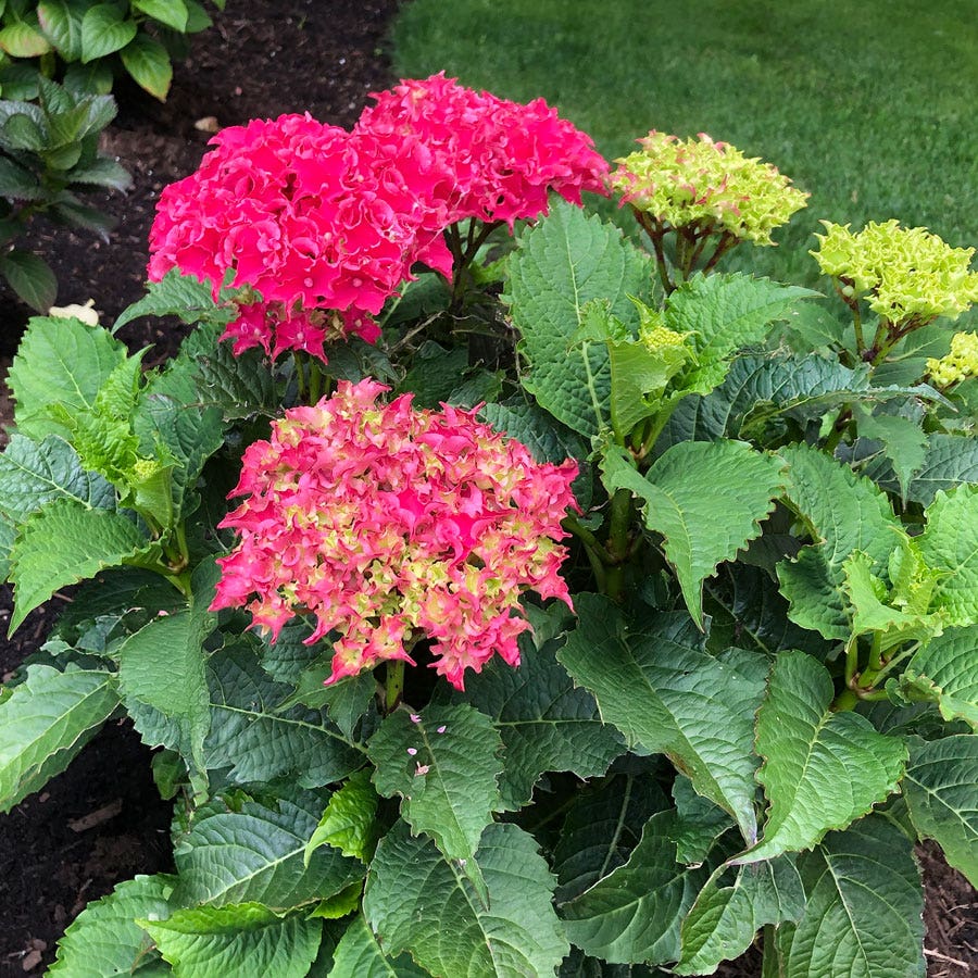 Hydrangea Frill Ride™ Bigleaf  Hydrangea